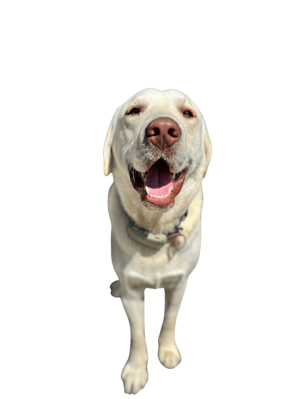 Doug, Chief Morale Officer at Discovery Homes