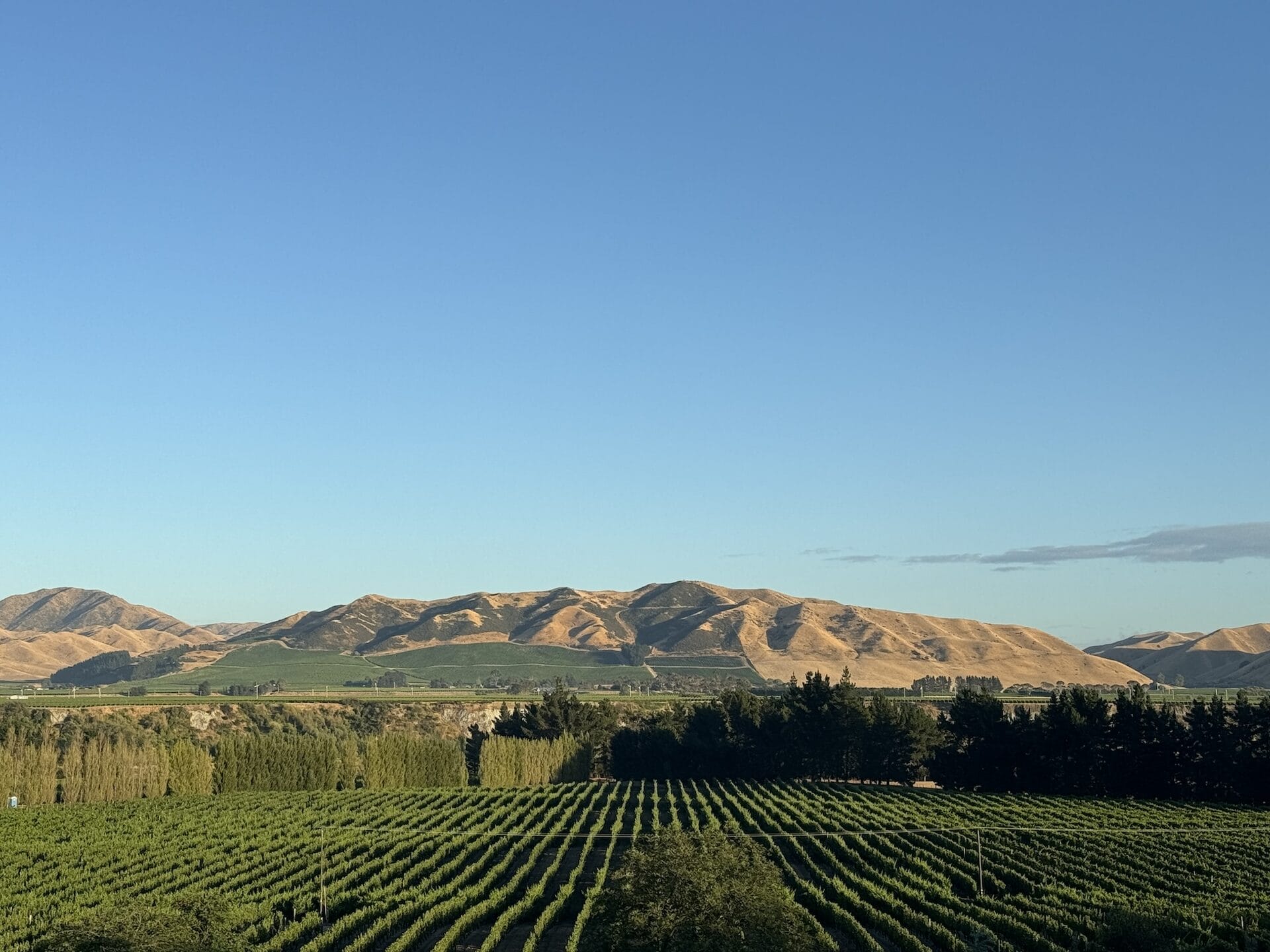 Marlborough vineyard rows leading to the dry summer hills under a clear sky